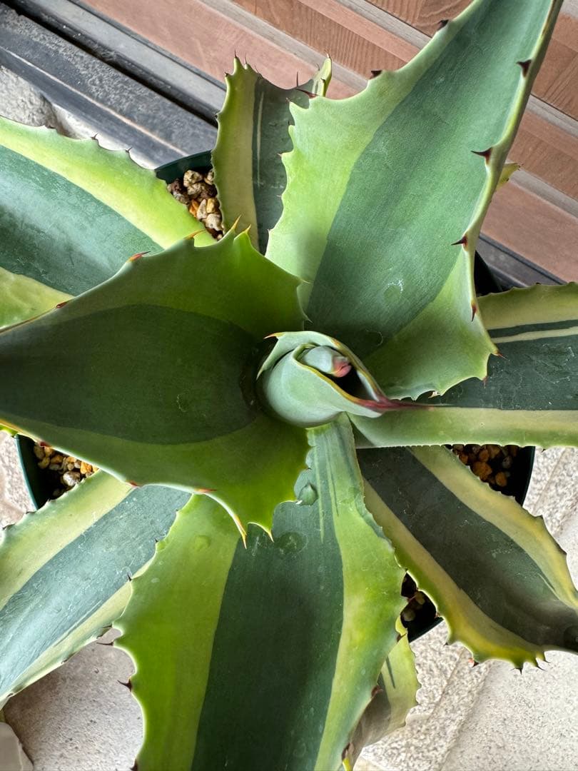 アガベ Agave ovatifolia variegated 'ORCA' 145