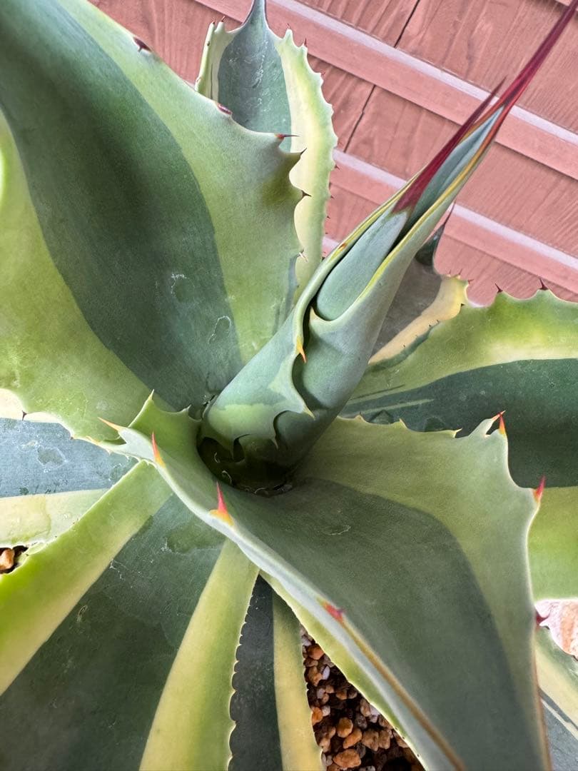 アガベ Agave ovatifolia variegated 'ORCA' 145