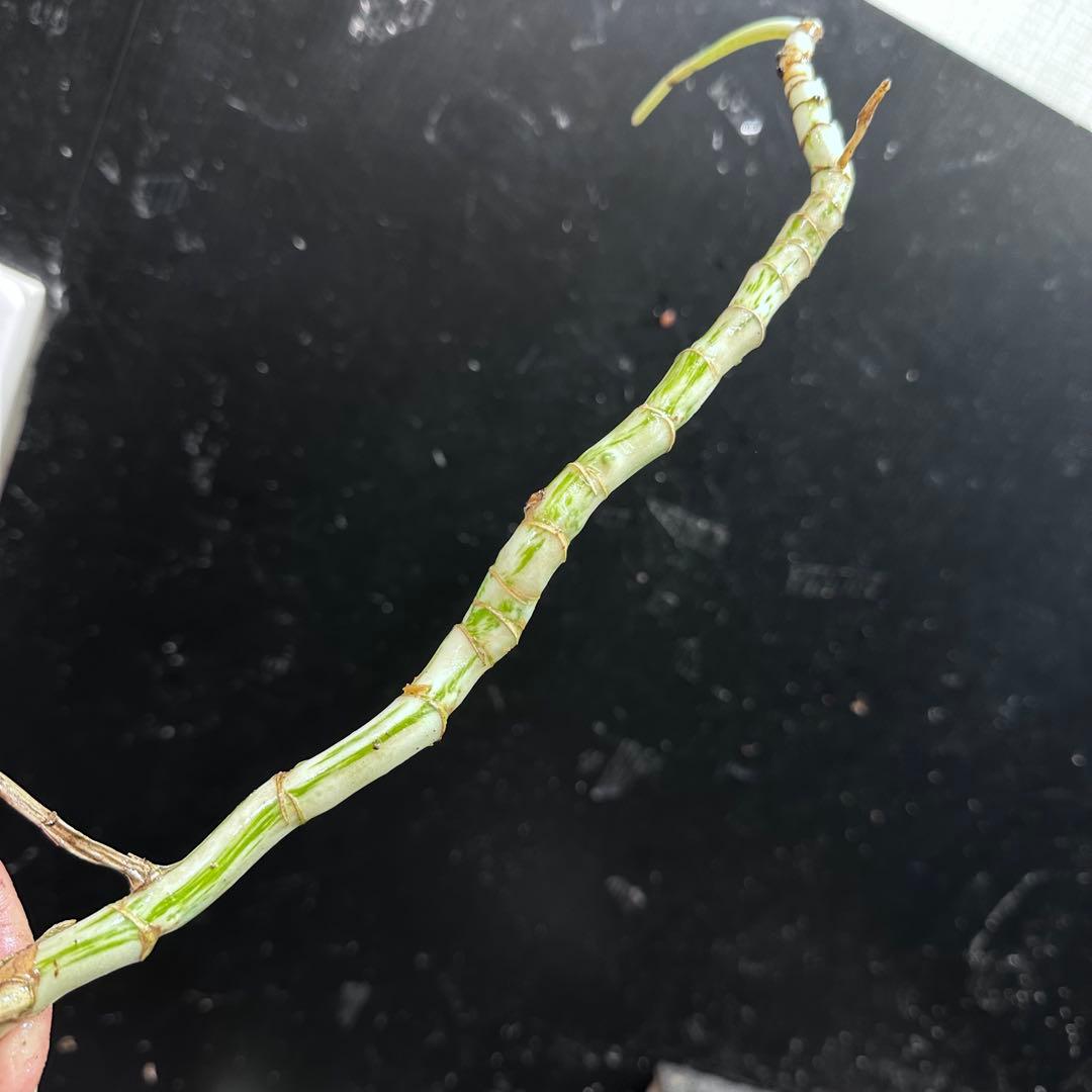 x*x様 斑入りモンステラホワイトタイガー茎5株おまとめ