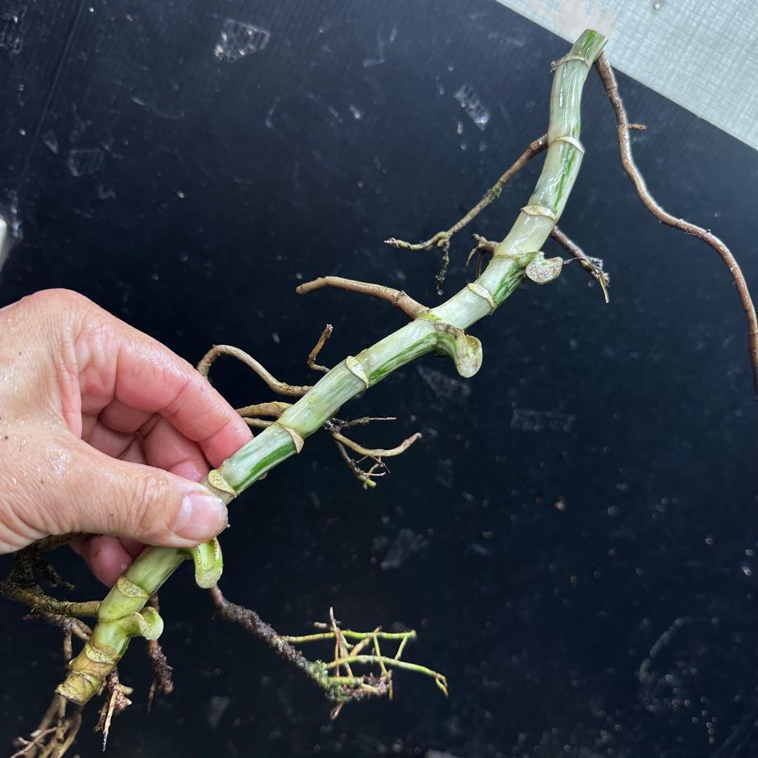 x*x様 斑入りモンステラホワイトタイガー茎5株おまとめ