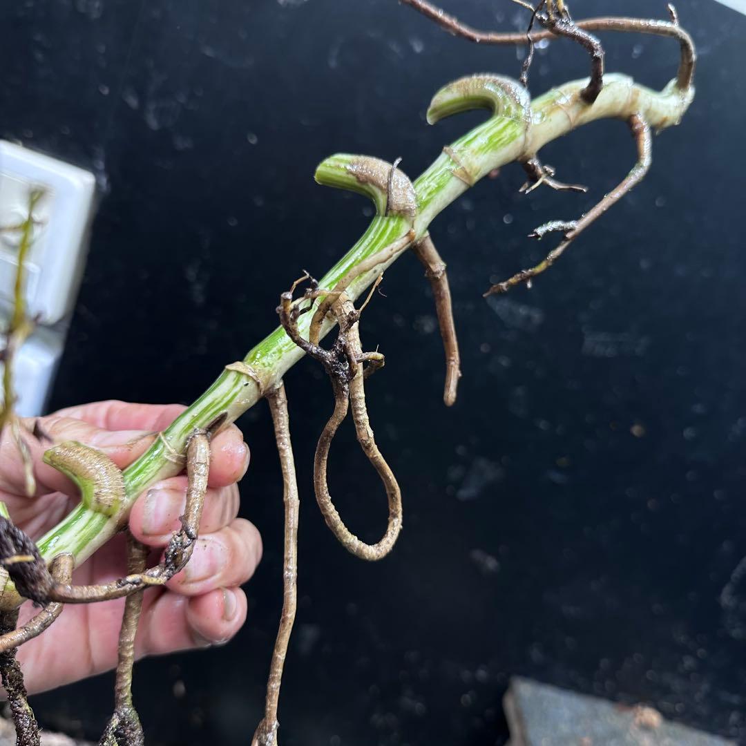 x*x様 斑入りモンステラホワイトタイガー茎5株おまとめ