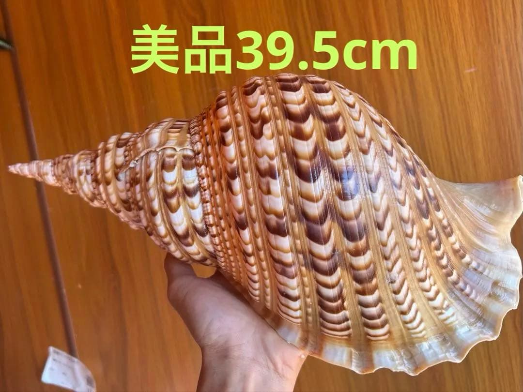 39.5cm(直線) 法螺貝　蓋付