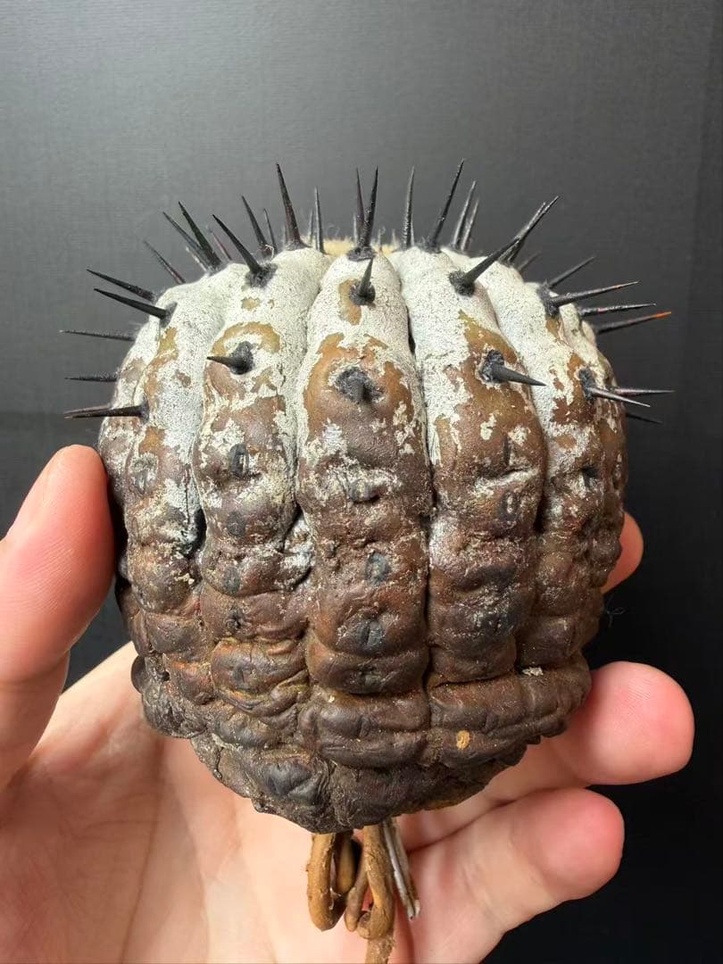 限定発売 コピアポア　黒王丸　Copiapoa cinerea手作り樹脂粘土ク