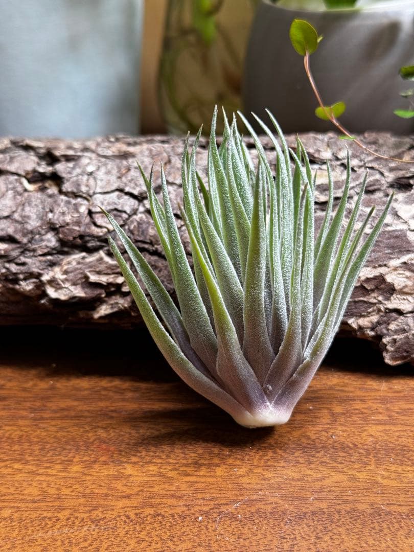 チランジア　カウツキー×ゲミニフローラ