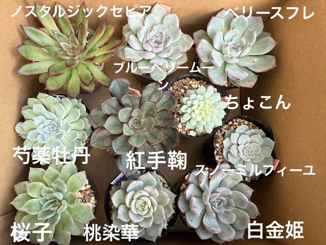 多肉植物　ミックスベリア10苗セット② ポットごと発送