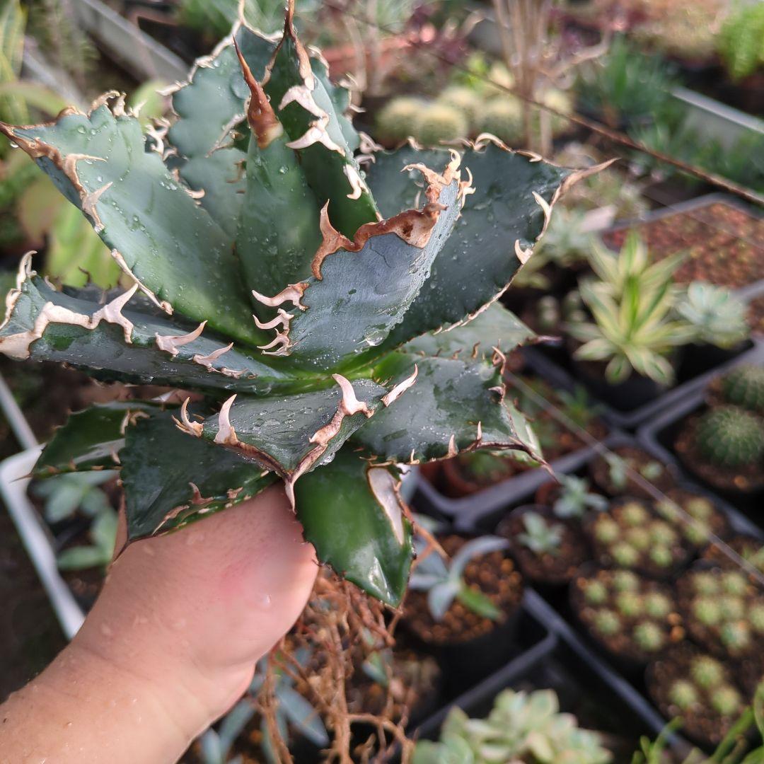 アガベ　チタノタ　白鯨②　ボール　中株　親株　強鋸歯