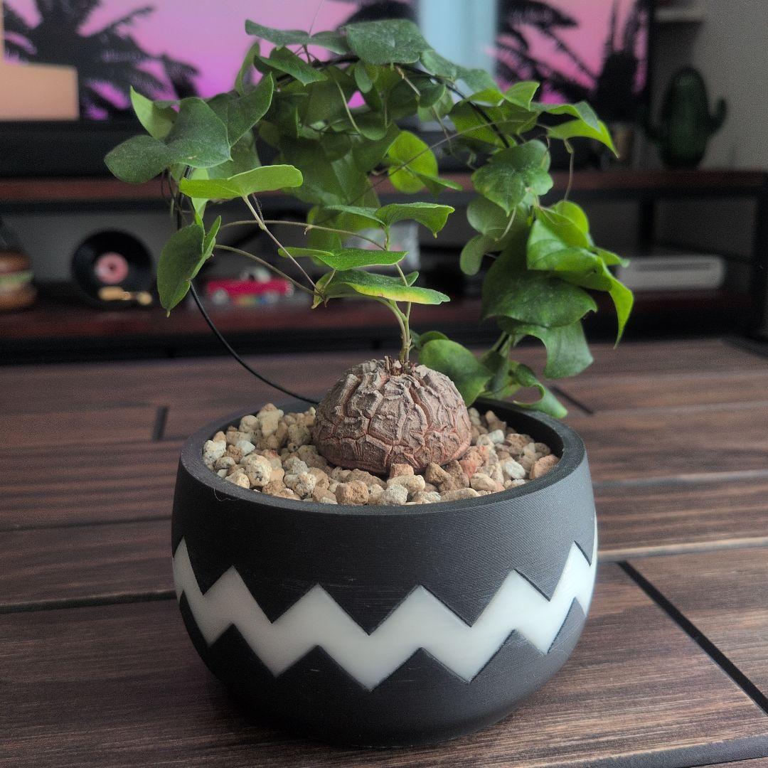 【良型】アフリカ亀甲竜 塊根植物 コーデックス ディオスコレアエレファンティペス