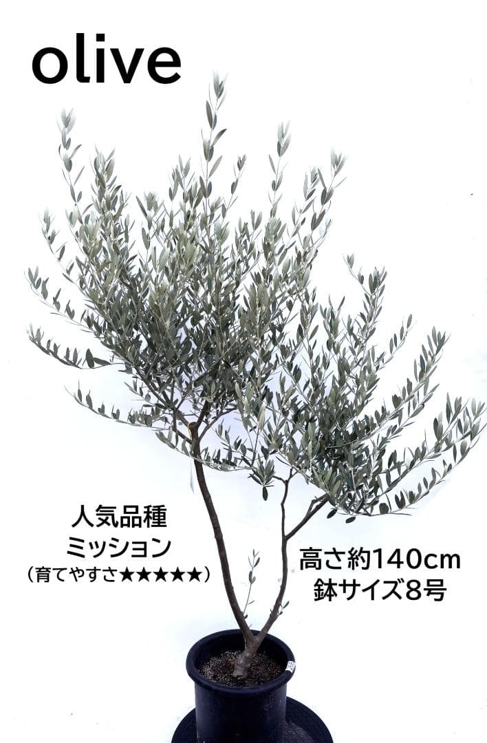 オリーブの木　ミッション　8号　約140cm　K-266　人気品種　現品掲載