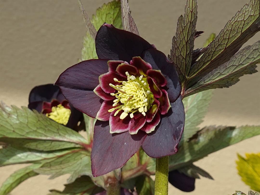 クマちゃん(*'ω'*) クリスマスローズ wa26-2