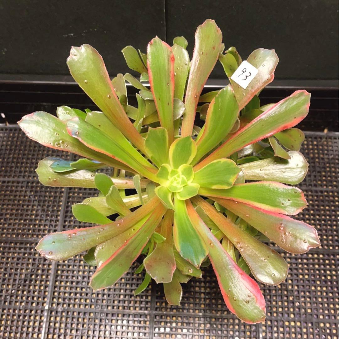 93#多肉植物アエオニウム錦❤️ 赤霞が飛ぶ ❤️1大頭8小頭25cm拔き苗