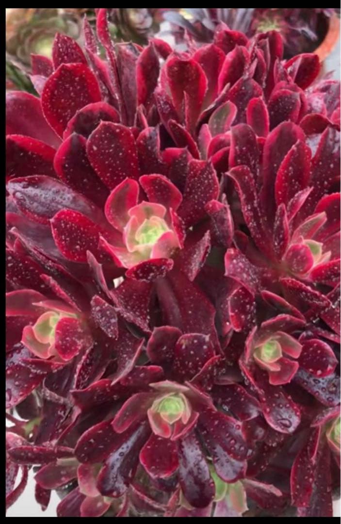93#多肉植物アエオニウム錦❤️ 赤霞が飛ぶ ❤️1大頭8小頭25cm拔き苗