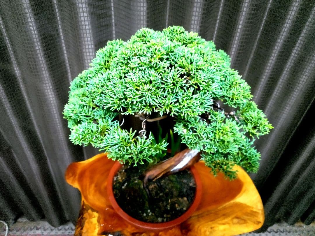 【貴風　真柏盆栽】　　　　　　⭕気品ある一品です❗