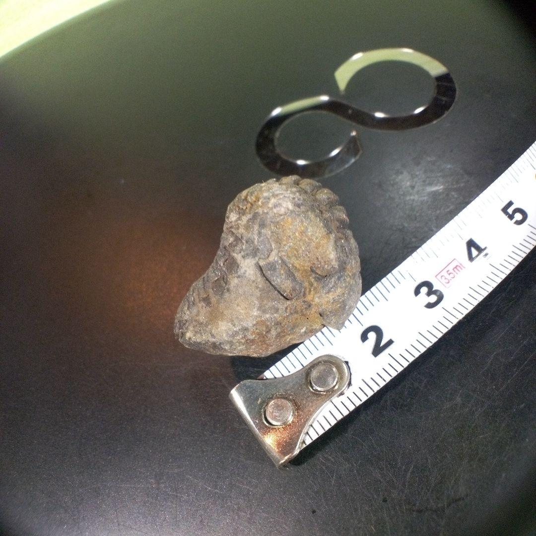 三葉虫　化石　fossil　ボリビア産　trilobite　三葉虫判別⑩