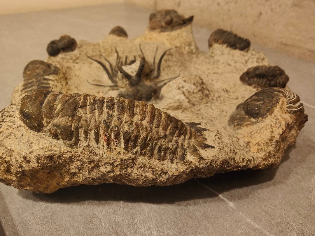 【博物館級・一点物】複数個体が集積した大型 三葉虫の化石 圧倒的存在感