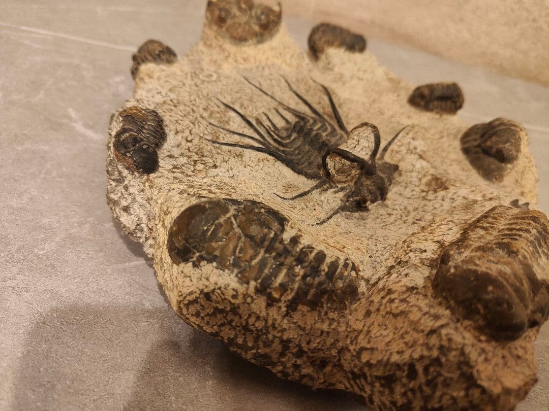 【博物館級・一点物】複数個体が集積した大型 三葉虫の化石 圧倒的存在感