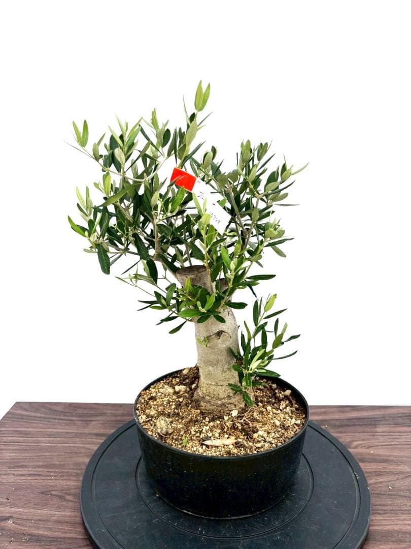 オリーブの木 コラチナ 盆栽風 8号 約50cm 現品販売
