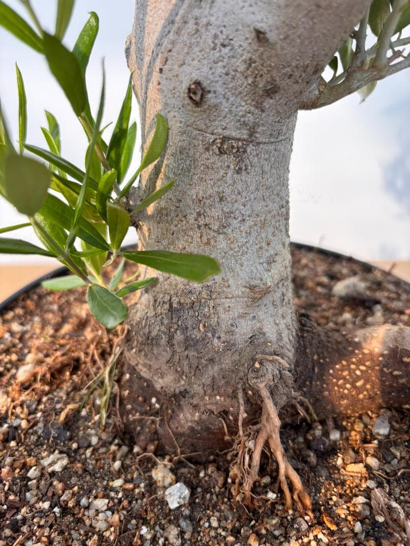 オリーブの木 コラチナ 盆栽風 8号 約50cm 現品販売