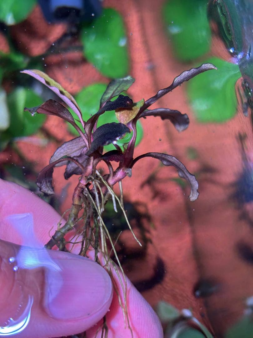 ブセファランドラspゴーストカリマンタン