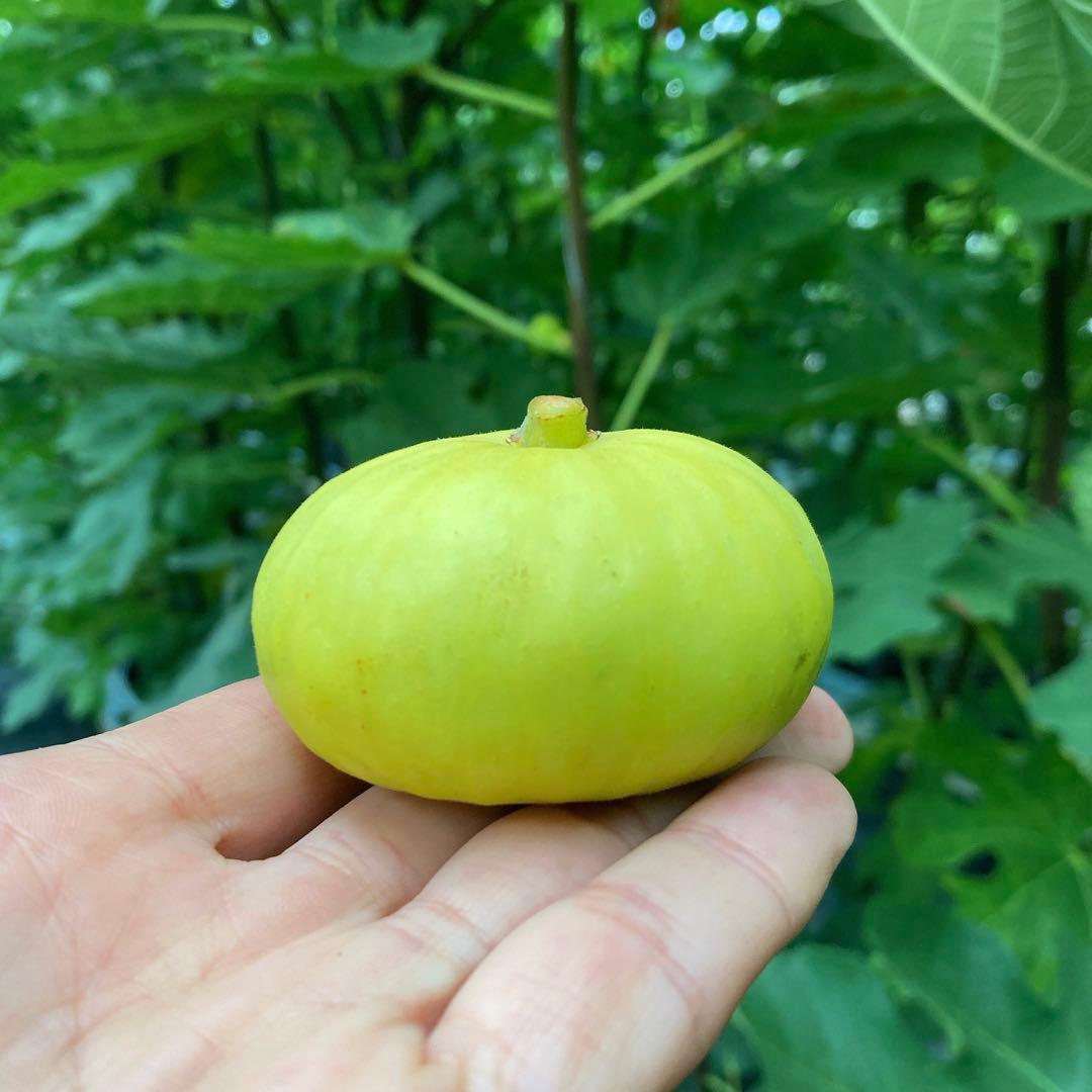 Panino パニーノ 挿木苗 イチジク