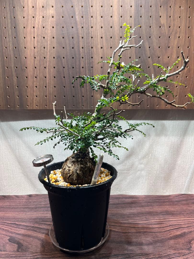 オペルクリカリア　パキプス　現地球