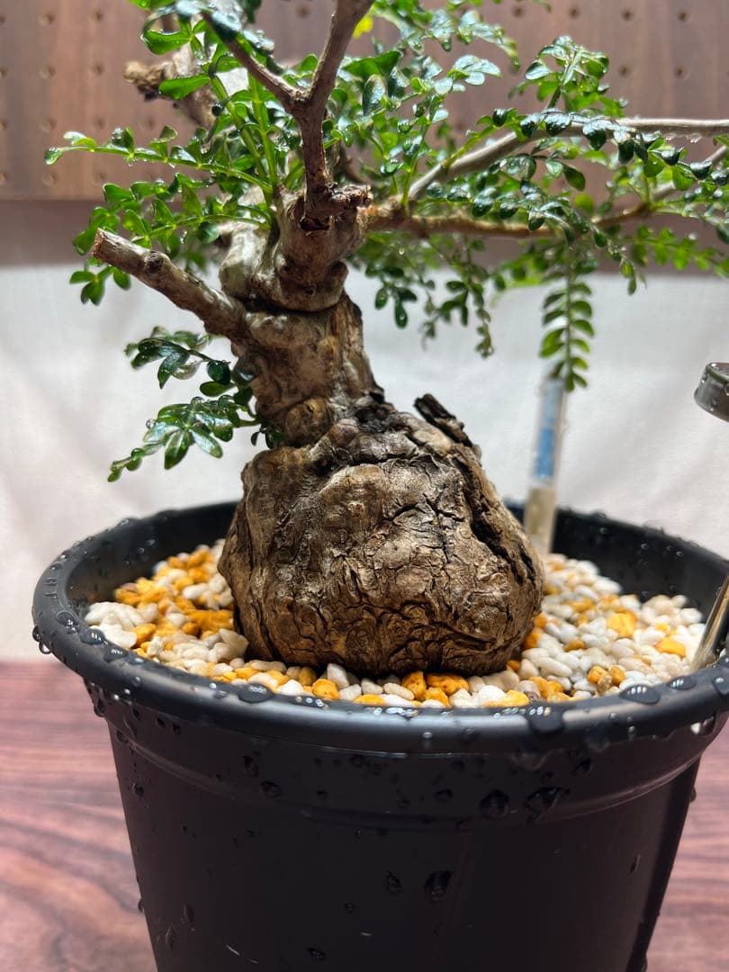 オペルクリカリア　パキプス　現地球