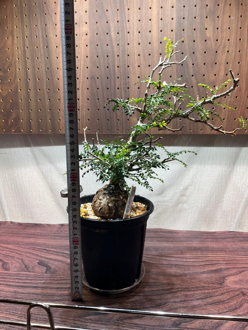 オペルクリカリア　パキプス　現地球