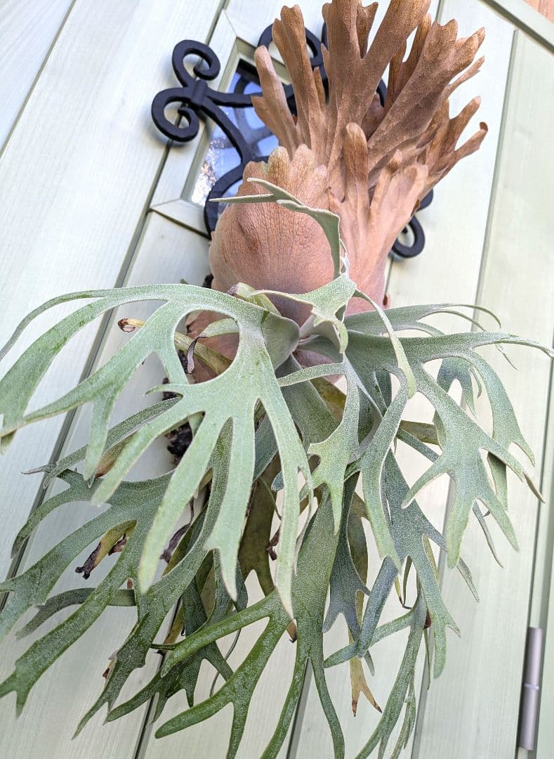 ritv☆ビカクシダ☆特別出品株