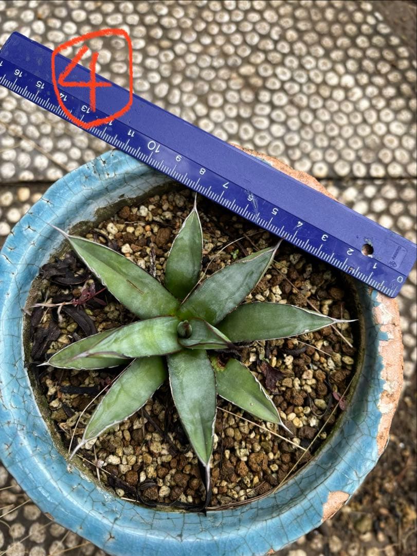 アガベ 4株　TOMO'sです。 他の方は購入しないで下さい