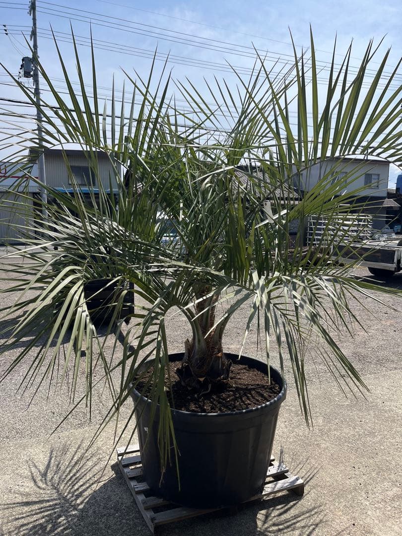 【南国ムード満点】ココスヤシ 高さ約180cm・幹の太さ約30cm！引き取り！