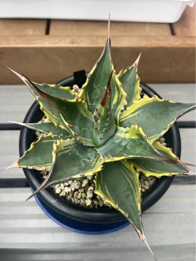 アガベ　モンタナ　ティファニー