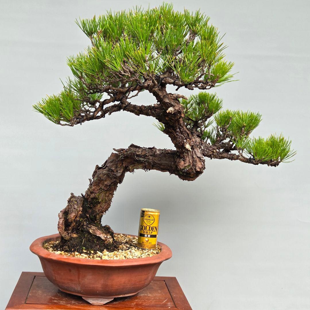 黒松　[模様木]　大品盆栽
