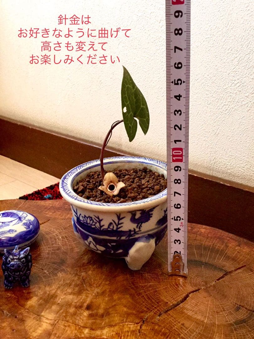 希少【天然野生のカンアオイ＊寒葵＊亀甲斑入り＊ちょこんと可愛いお花付き】山野草