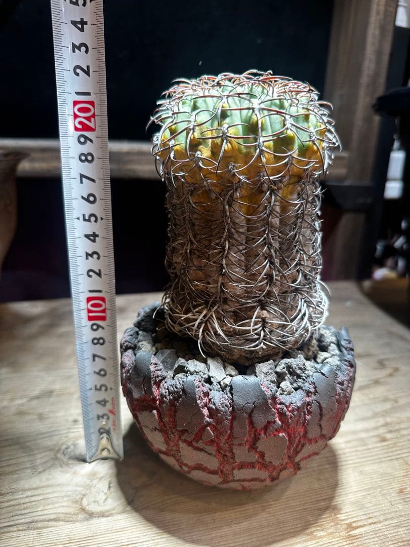 ギムノカリキウム天平丸　山木サボテン