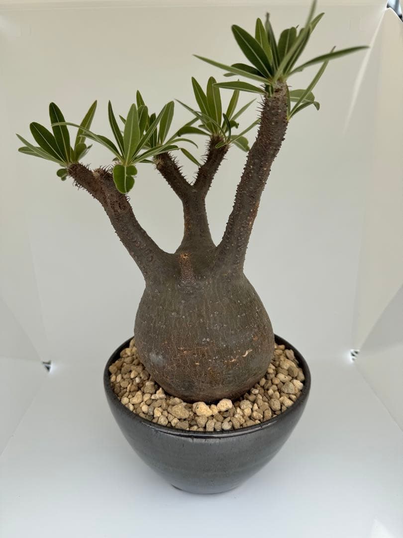 パキボディウムグラキリス