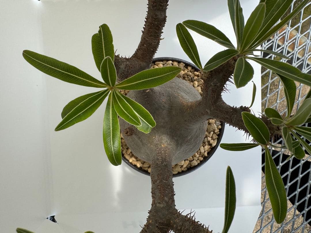 パキボディウムグラキリス