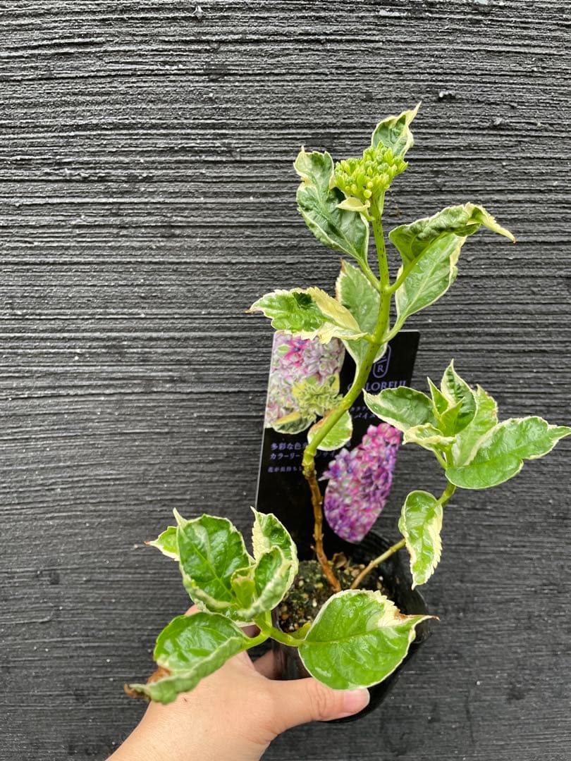 【花苗】カラフルランジア　スパイス　no.1 花芽付き　斑入り　ポットごと発送