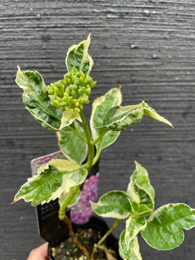 【花苗】カラフルランジア　スパイス　no.1 花芽付き　斑入り　ポットごと発送