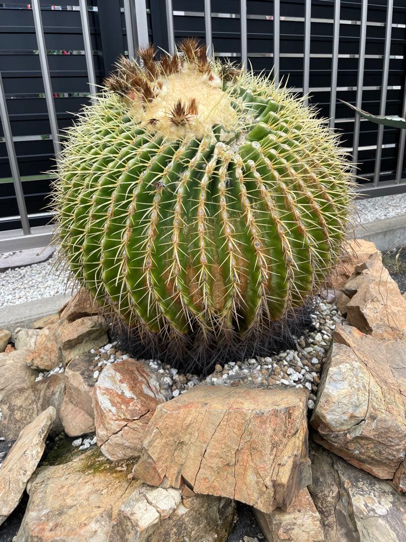 ゆうぽん 樹齢50年以上 特大 金鯱サボテン 送料負担