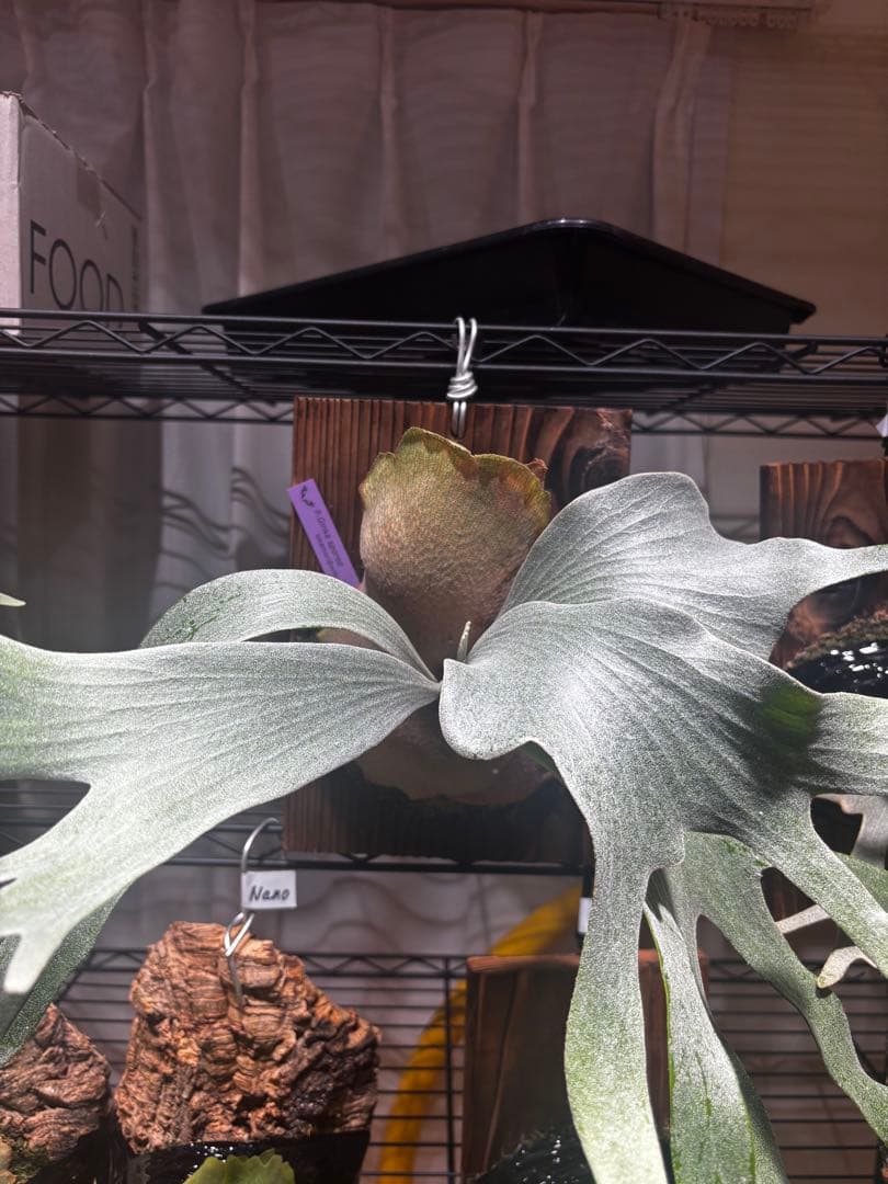 ビカクシダ　Ginka ビカ森