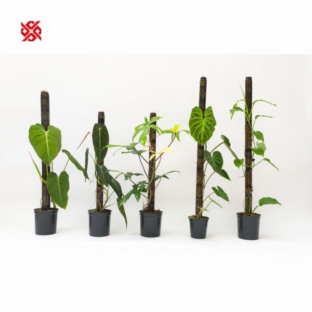 モスポール　水苔入り済 生産プロの秘訣　植物用上り棒180本まとめ29cmサイズ