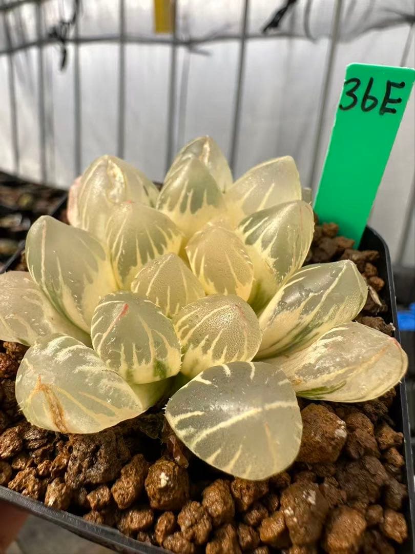 36E 多肉植物 ハオルチア 白蓮オブツーサ錦糊斑