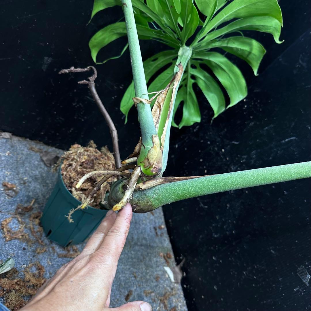 モンステラデリシオーサマクロコズム大型葉希少系統鉢植え高さ70㎝超大株レア特大