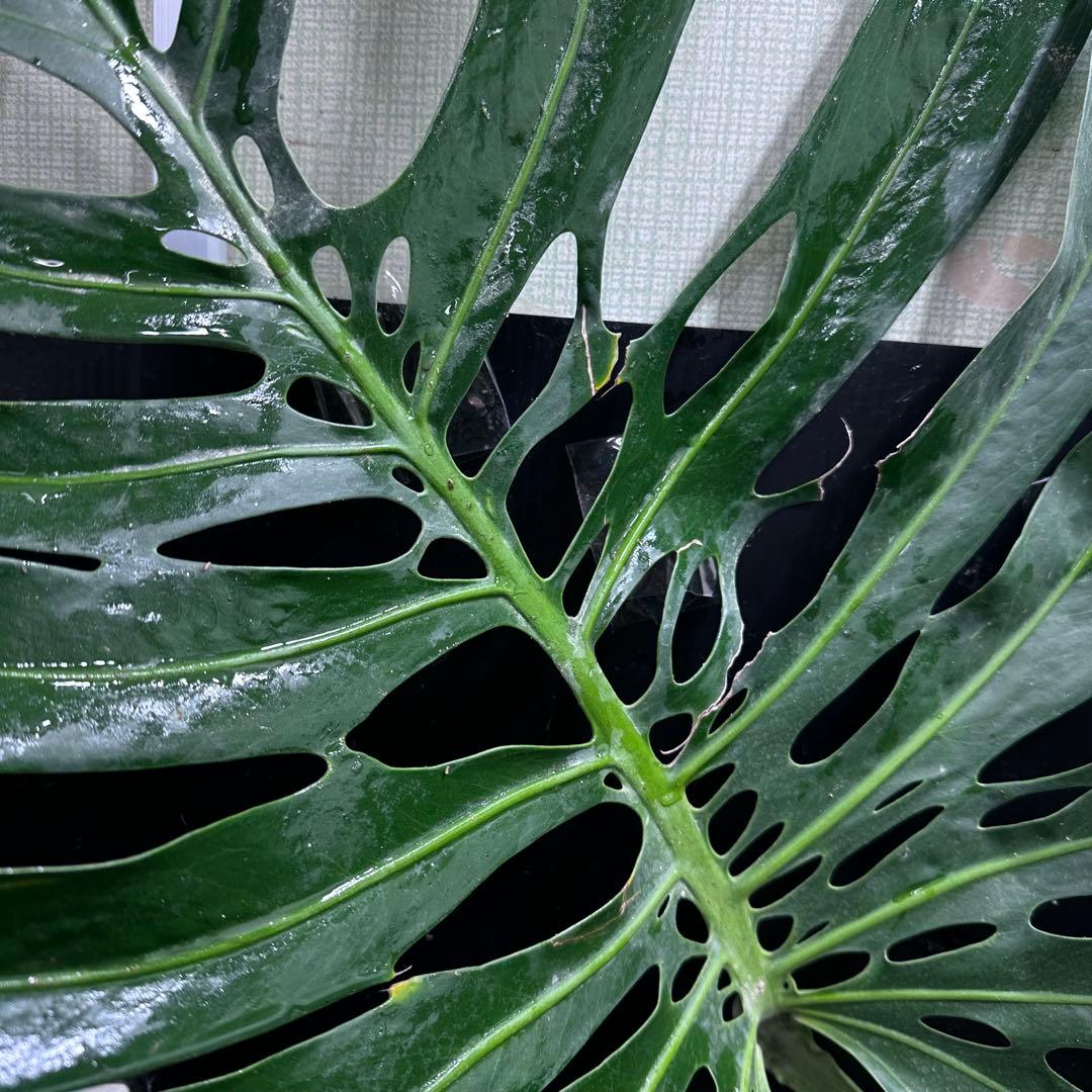 モンステラデリシオーサマクロコズム大型葉希少系統鉢植え高さ70㎝超大株レア特大