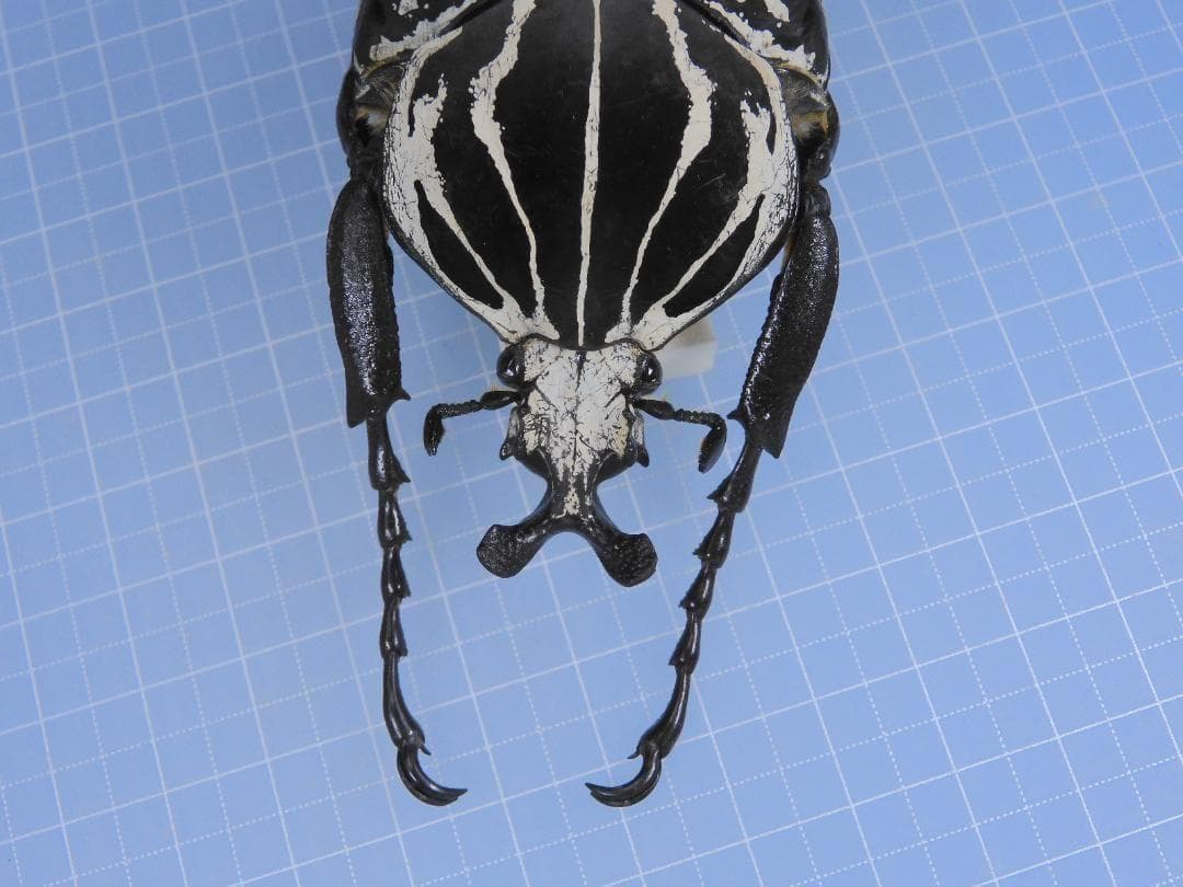 標本 Congo Goliathus orientalis 88mm black