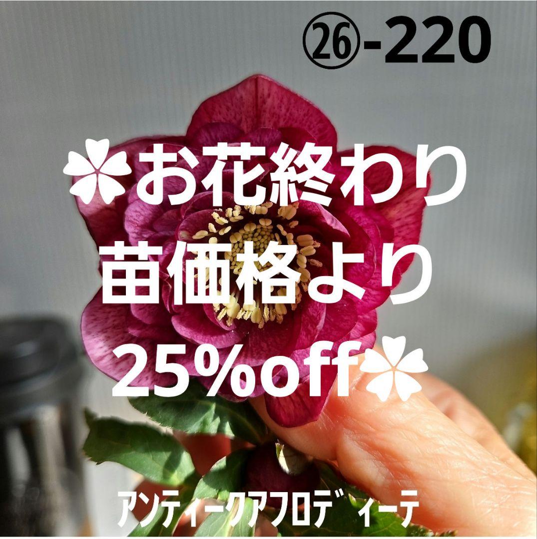 ㉖-220クリスマスローズ