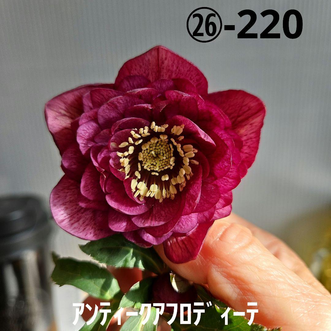 ㉖-220クリスマスローズ