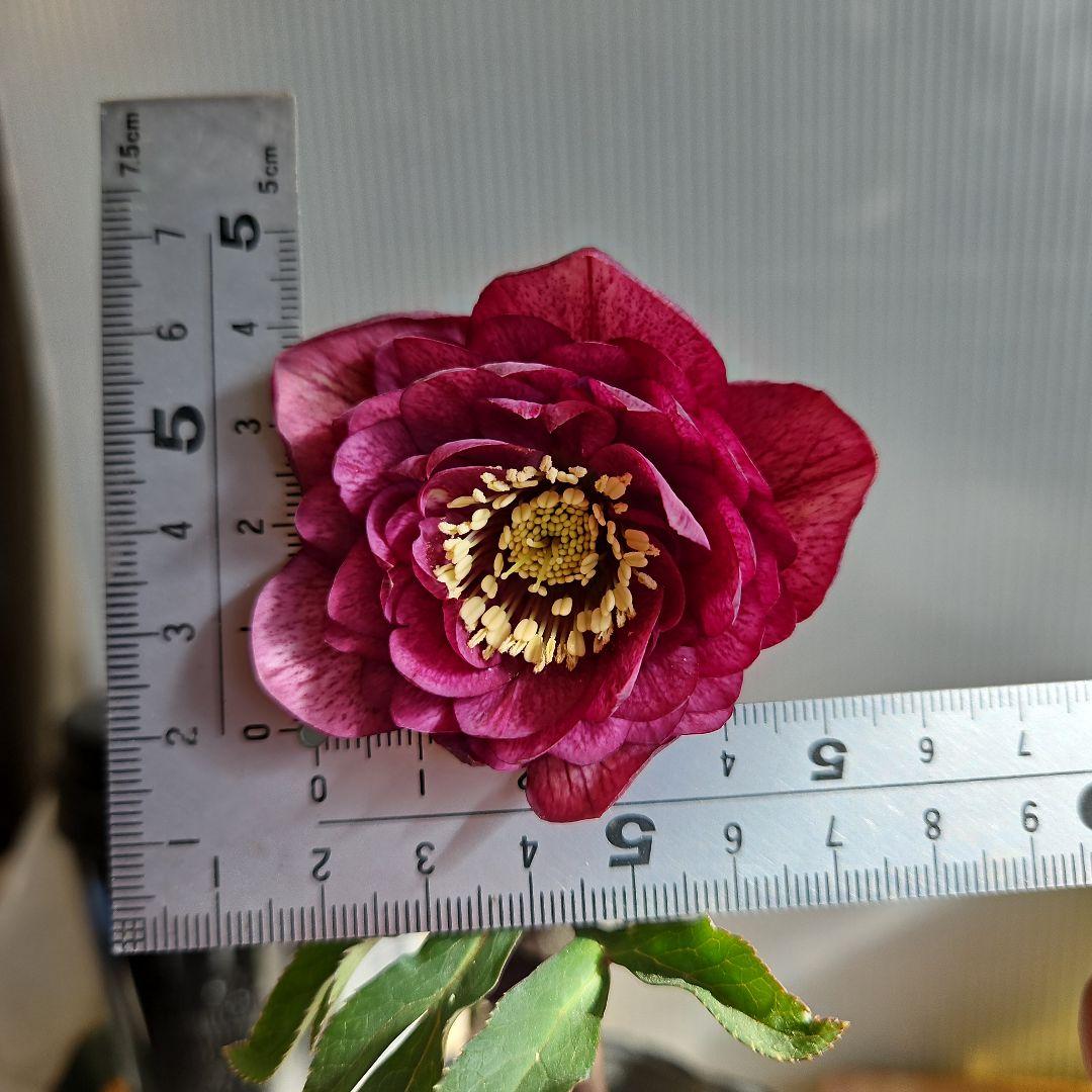 ㉖-220クリスマスローズ