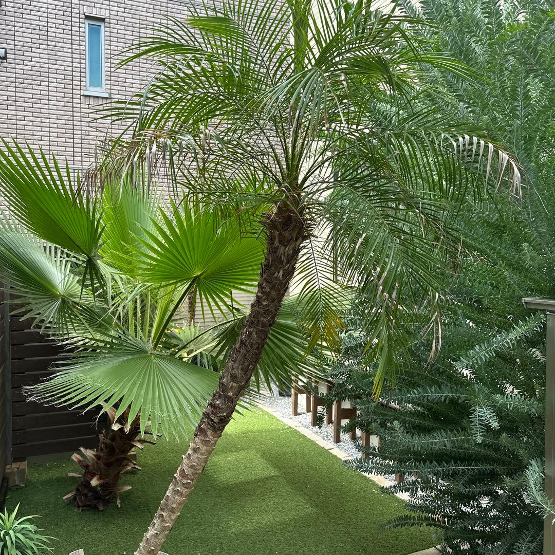 フェニックス ロベレニー(３年地植え越冬済み)