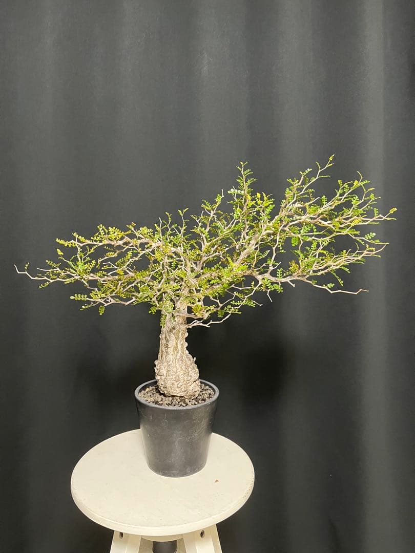 †YKYK†プロフ必読お願いします† 塊根植物 オペルクリア・パキプス