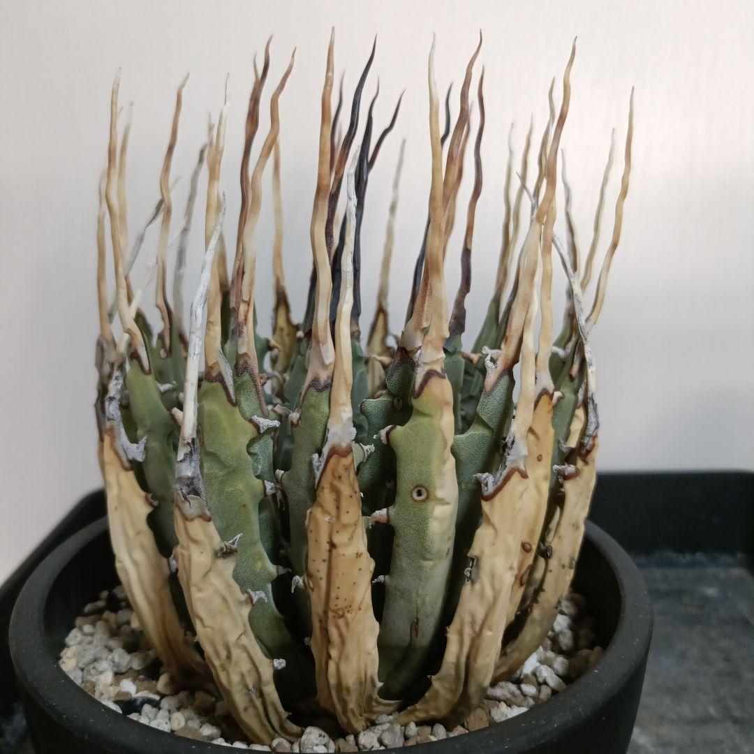 アガベ　ユタエンシス　エボリスピナ　現地球　陽炎　長棘タイプ